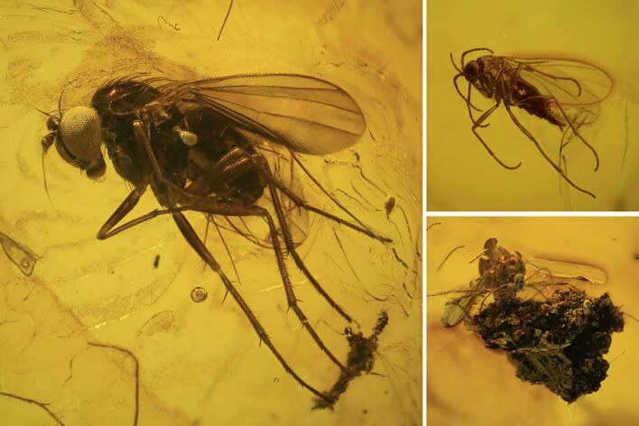 Three Detailed Fossil Flies (Diptera) In Baltic Amber #120656